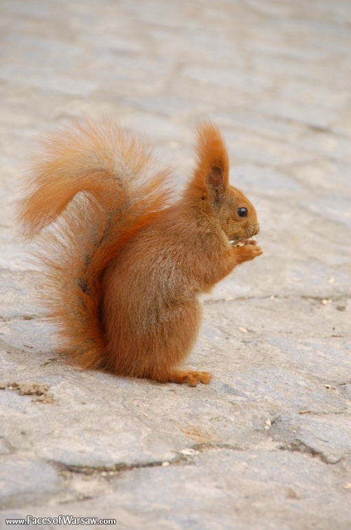 Faces of Warsaw - Squirrels  in Łazienki Park