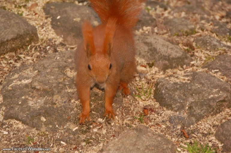 Faces of Warsaw - Squirrels  in Łazienki Park