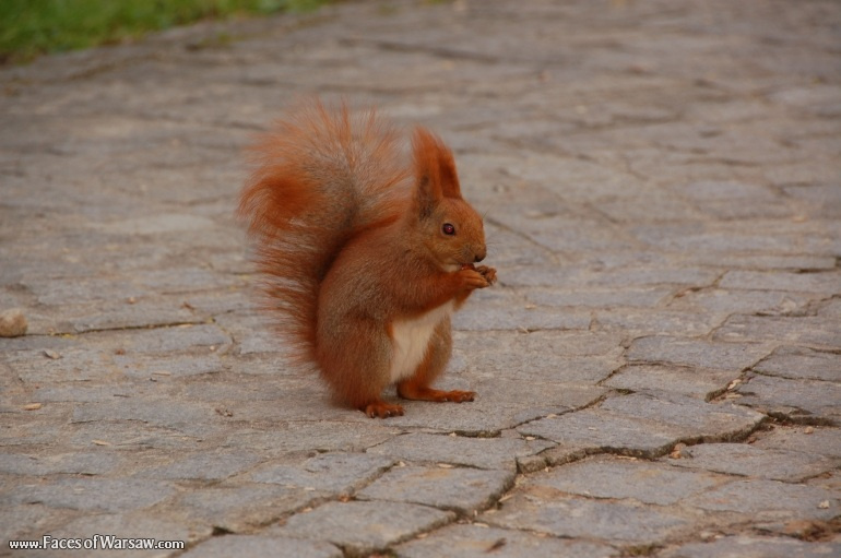 Faces of Warsaw - Squirrels  in Łazienki Park