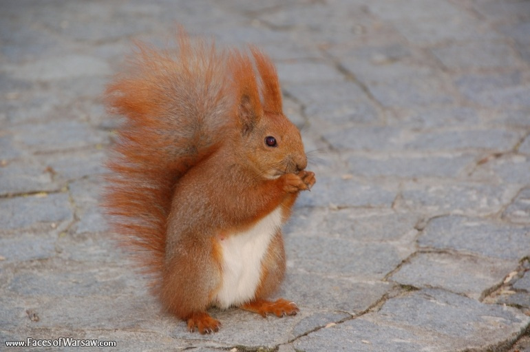 Faces of Warsaw - Squirrels  in Łazienki Park