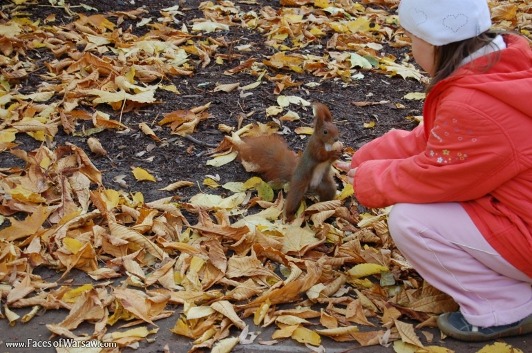 Faces of Warsaw - Squirrels  in Łazienki Park