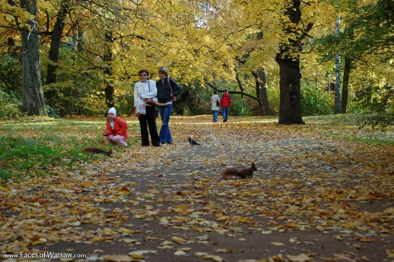 Faces of Warsaw - Squirrels  in Łazienki Park