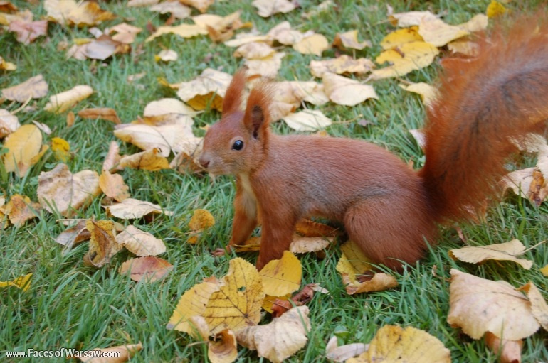 Faces of Warsaw - Squirrels  in Łazienki Park