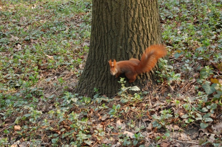 Faces of Warsaw - Squirrels  in Łazienki Park