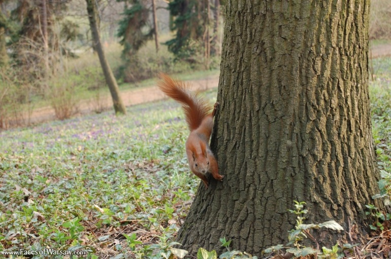 Faces of Warsaw - Squirrels  in Łazienki Park