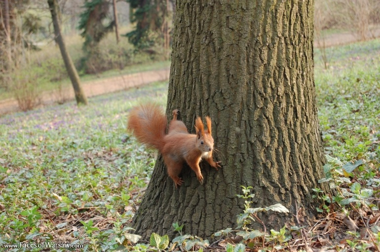 Faces of Warsaw - Squirrels  in Łazienki Park