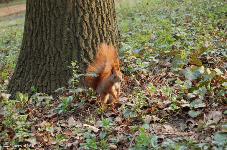 Faces of Warsaw - Squirrels  in Łazienki Park