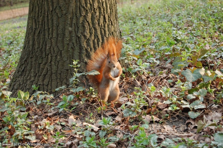 Faces of Warsaw - Squirrels  in Łazienki Park