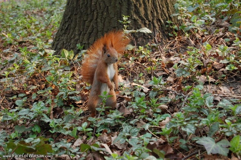 Faces of Warsaw - Squirrels  in Łazienki Park