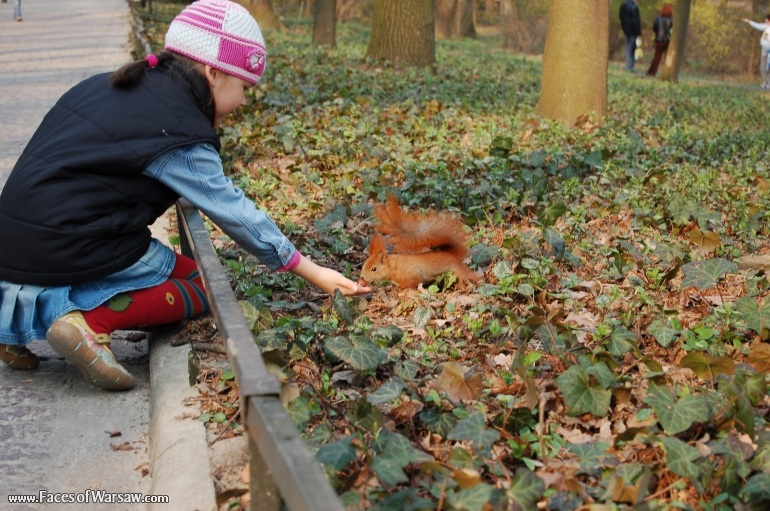 Faces of Warsaw - Squirrels  in Łazienki Park