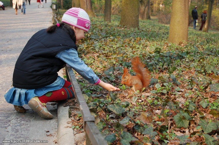 Faces of Warsaw - Squirrels  in Łazienki Park