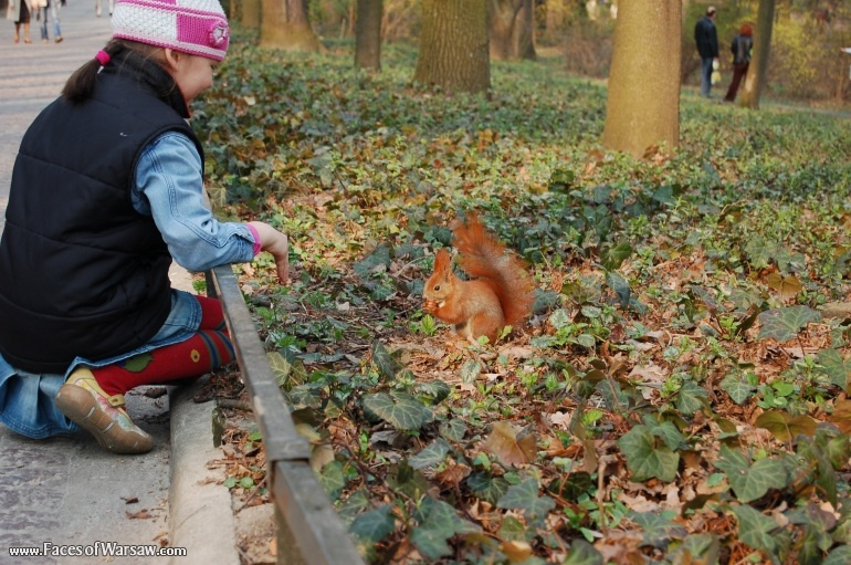 Faces of Warsaw - Squirrels  in Łazienki Park
