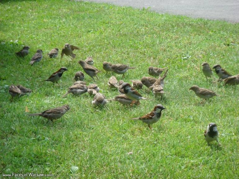 Faces of Warsaw - Birds in Łazienki Park