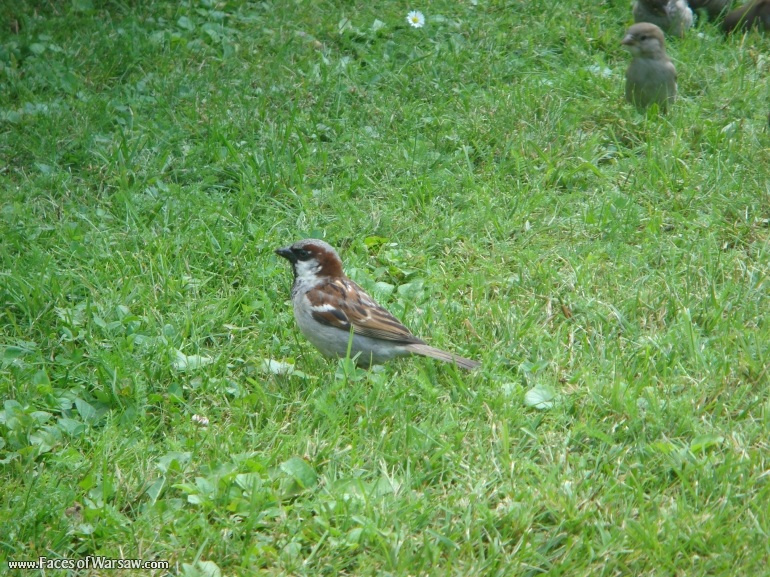 Faces of Warsaw - Birds in Łazienki Park