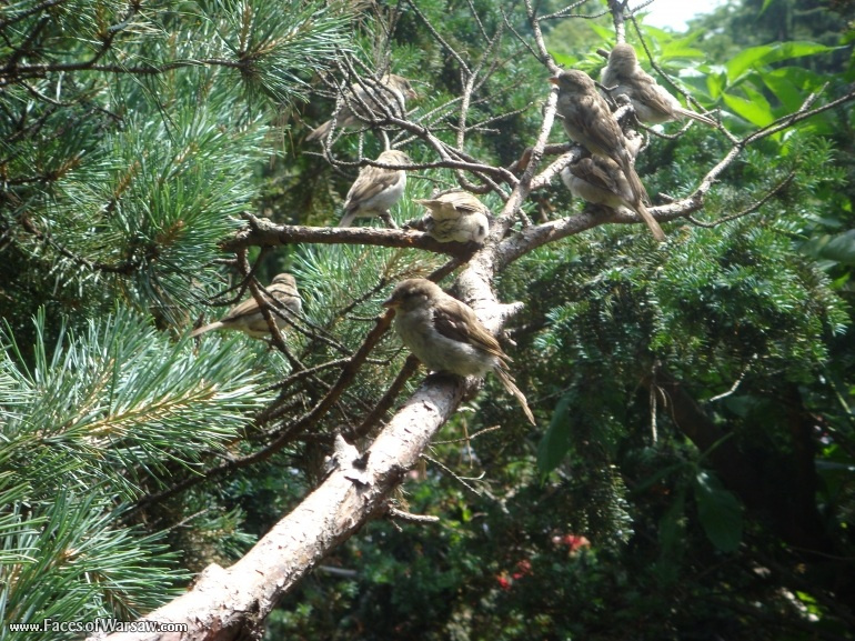 Faces of Warsaw - Birds in Łazienki Park
