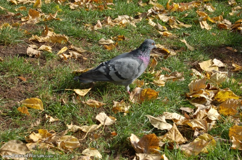 Faces of Warsaw - Birds in Łazienki Park