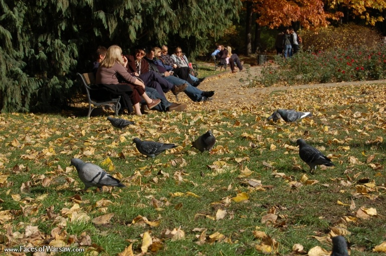 Faces of Warsaw - Birds in Łazienki Park