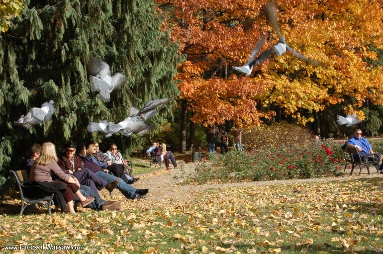 Faces of Warsaw - Birds in Łazienki Park