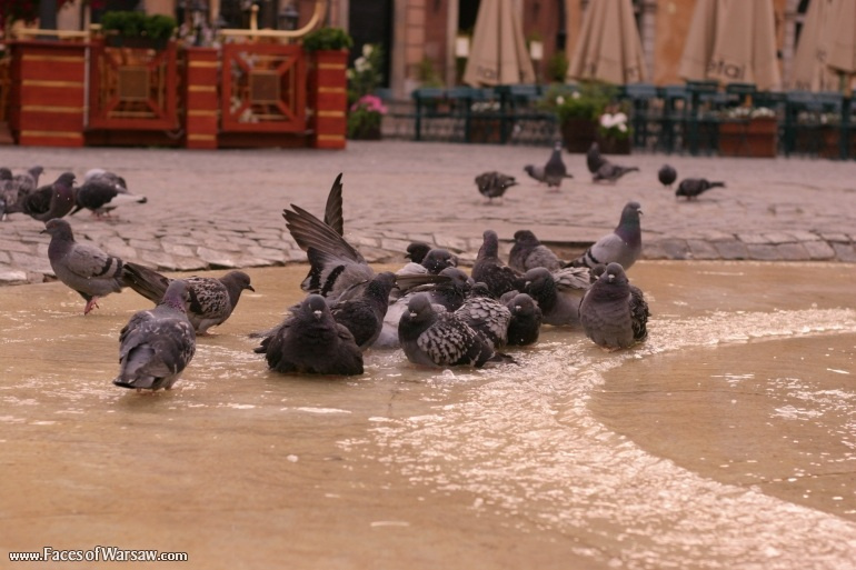 Faces of Warsaw - Pigeons take a morning bath near the Marmaid Monument