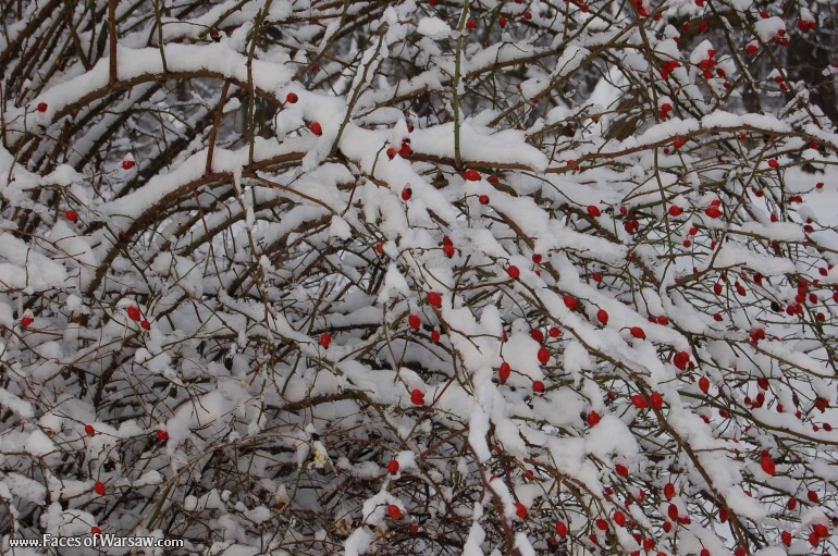 Faces of Warsaw - Łazienki in Winter