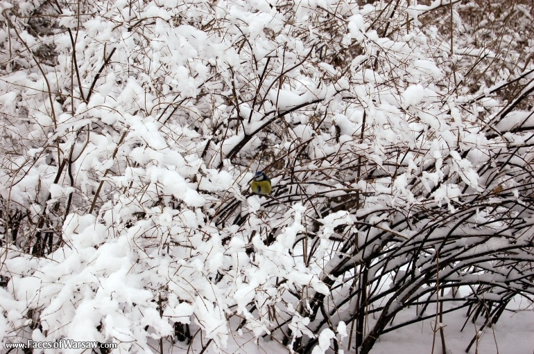 Faces of Warsaw - Łazienki in Winter